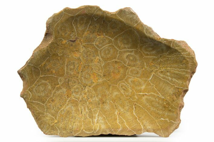 Polished Fossil Coral (Actinocyathus) Dish - Morocco #323054